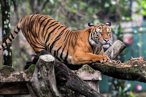 KL24_14092019_HARIMAU_BN201909130981