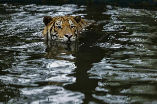 ZOO NEGARA