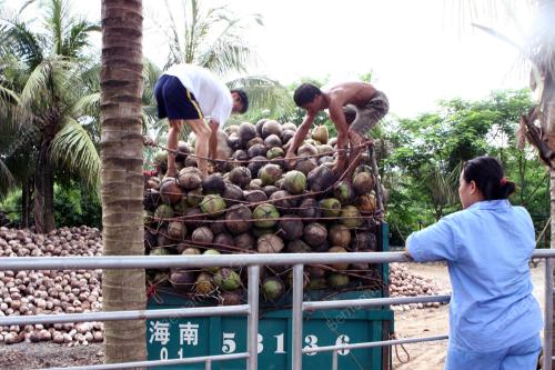 COCONUT IN HAINAN TOURISM INDUSTRY