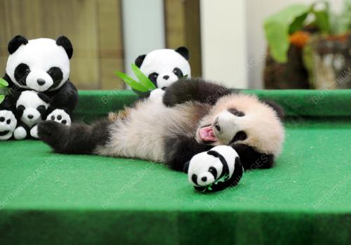 KL24_17122015_PANDA