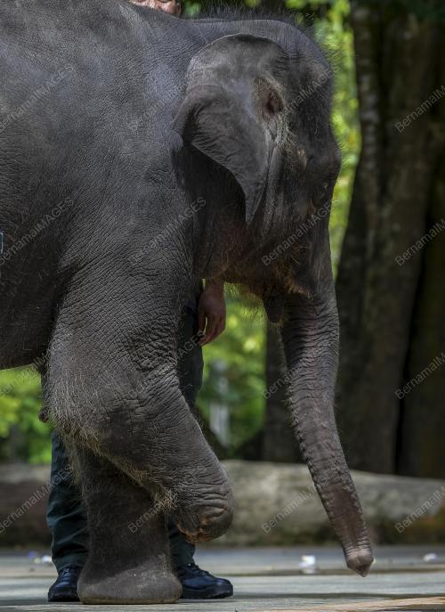 HARI GAJAH SEDUNIA