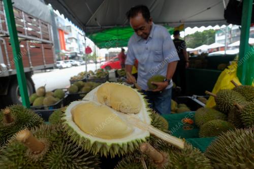 KEMERIAHAN MUSIM DURIAN TETAP DIRASAI KETIKA PKPP