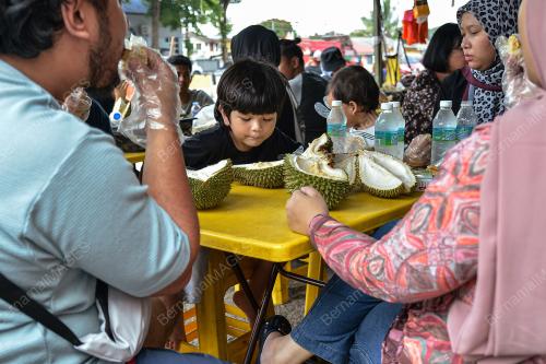 TINJAUAN MUSIM DURIAN