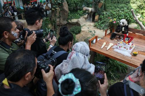 GIANT PANDA BIRTHDAY CELEBRATION CEREMONY 2023