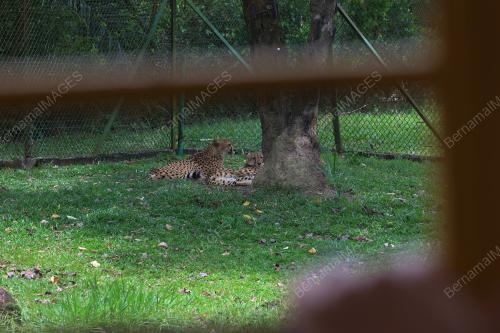 AÃ•FAMOSA SAFARI WONDERLAND