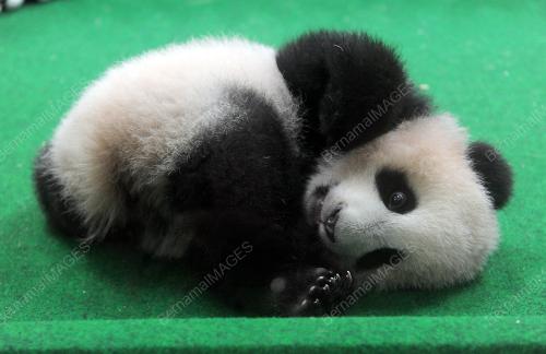 KL24_24122015_PANDA