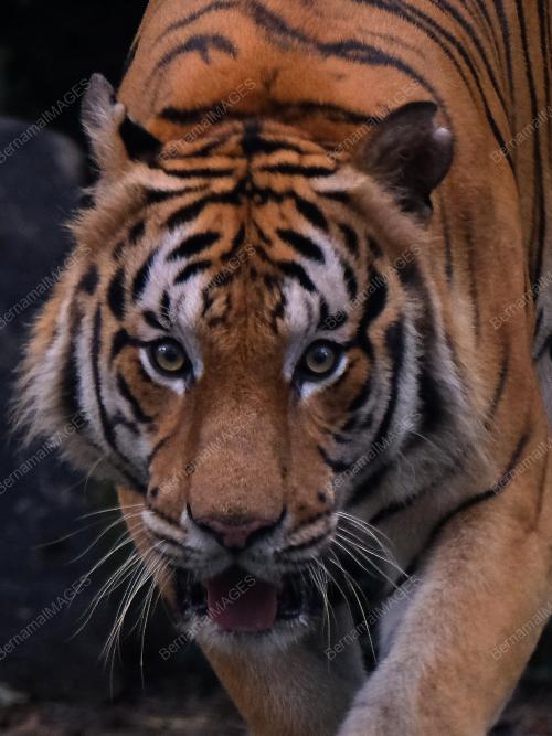 HARIMAU BELANG ZOO NEGARA