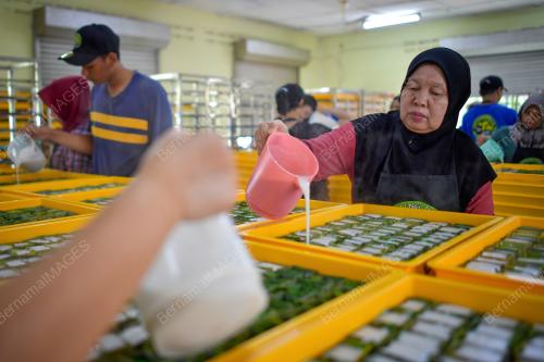TEPUNG PELITA RAMADAN