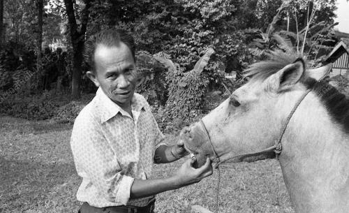 BAJAU HORSEMAN