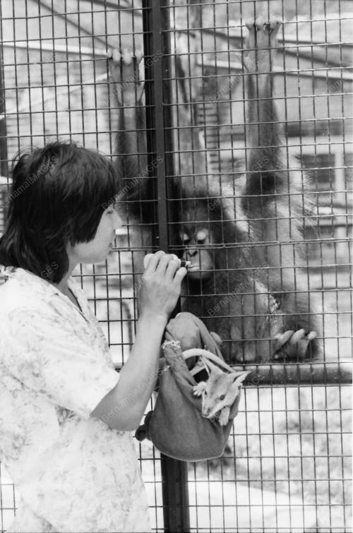 ZOO NEGARA