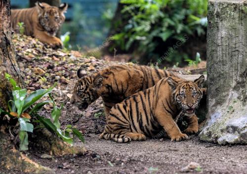 KL25_14092019_HARIMAU_BN201909130981