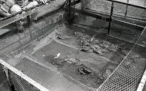 KHASIAT KETAM