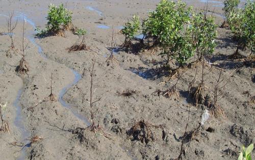 POKOK BAKAU