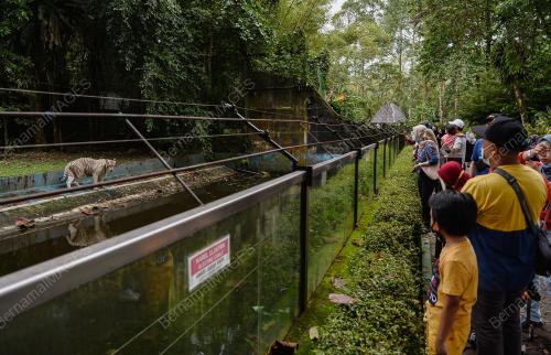 ZOO NEGARA DIBUKA SEMULA