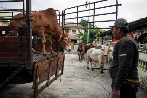 KL25_21082018_LEMBU