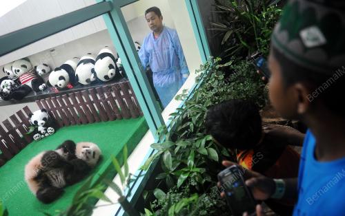 KL25_24122015_PANDA