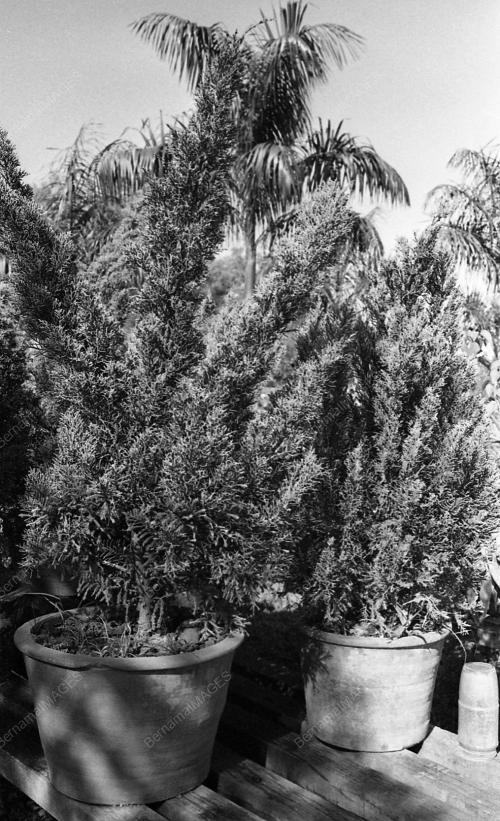 INSTANT TREES