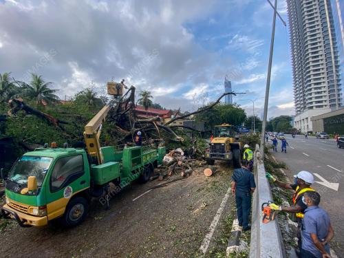 POKOK TUMBANG DI JALAN TRAVERS