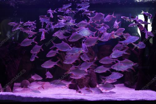 KL25_27112018_MAHA_IKAN
