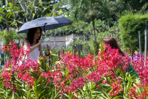 KL25_29012017_TAMAN_ORKID