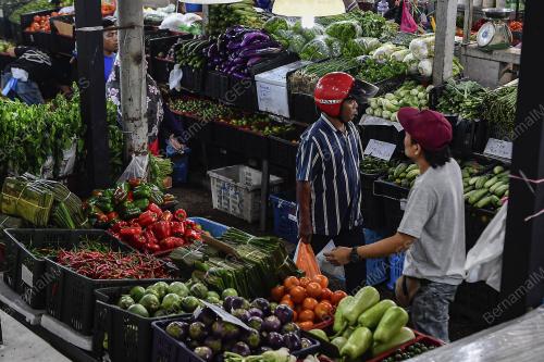 TINJAUAN SAYUR-SAYURAN
