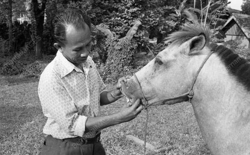 BAJAU HORSEMAN