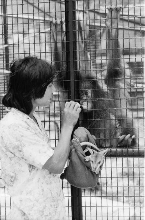ZOO NEGARA