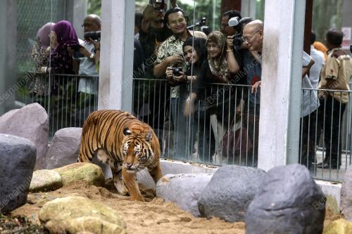 KL26_14092019_HARIMAU_BN201909130981