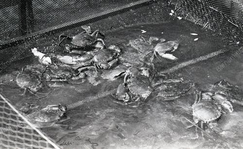 KHASIAT KETAM