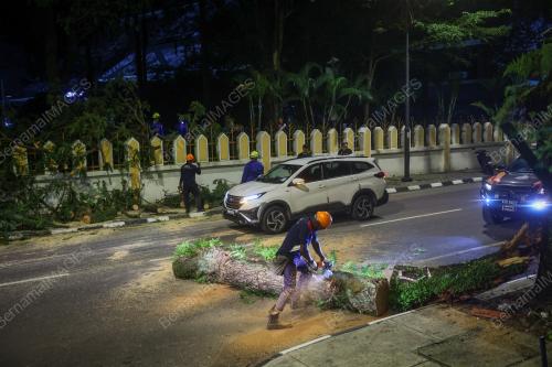 POKOK TUMBANG