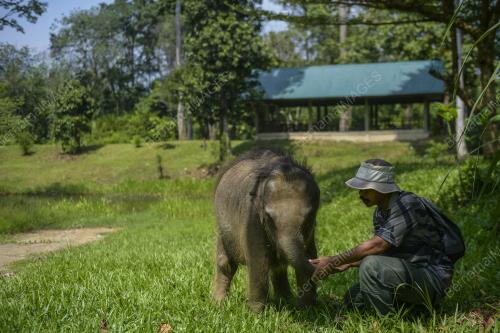HARI GAJAH SEDUNIA