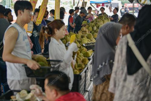 TINJAUAN MUSIM DURIAN