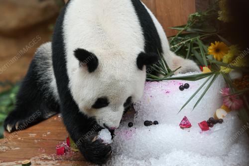 GIANT PANDA BIRTHDAY CELEBRATION CEREMONY 2023