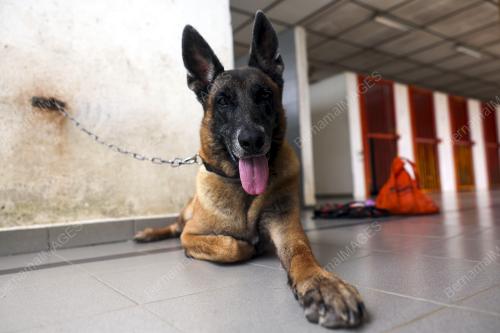 UNIT K9 JABATAN BOMBA DAN PENYELAMAT MALAYSIA