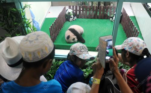 KL26_24122015_PANDA