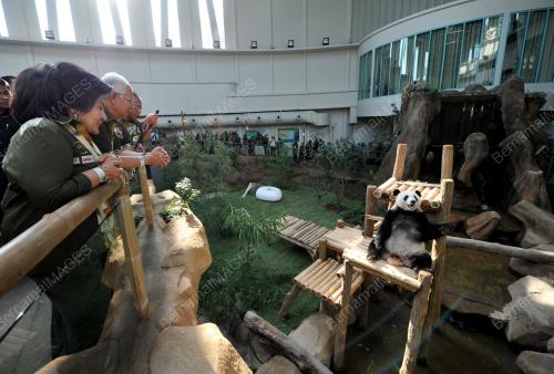 KL26_25062014_PANDA