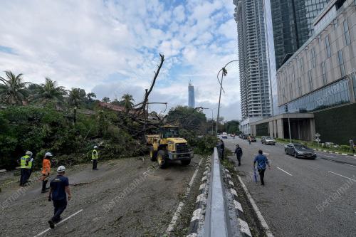 POKOK TUMBANG DI JALAN TRAVERS