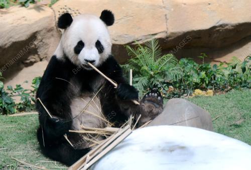 KL26_30062014_PANDA