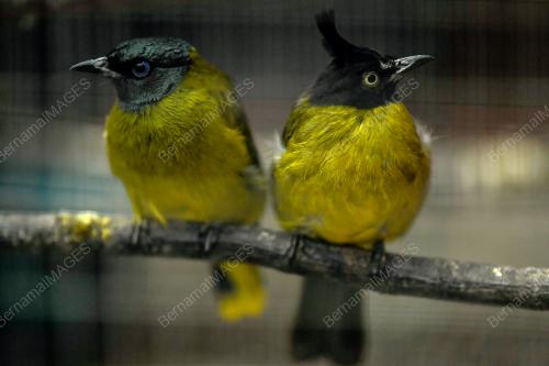 BIRDS