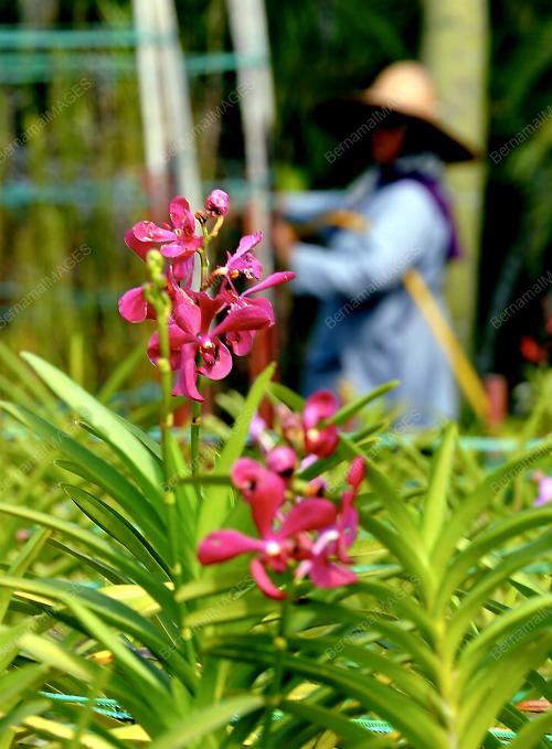 KL27_03022014_TAMAN_ORKID