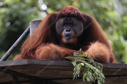 ZOO NEGARA - PERINTAH KAWALAN PERGERAKAN COVID 19