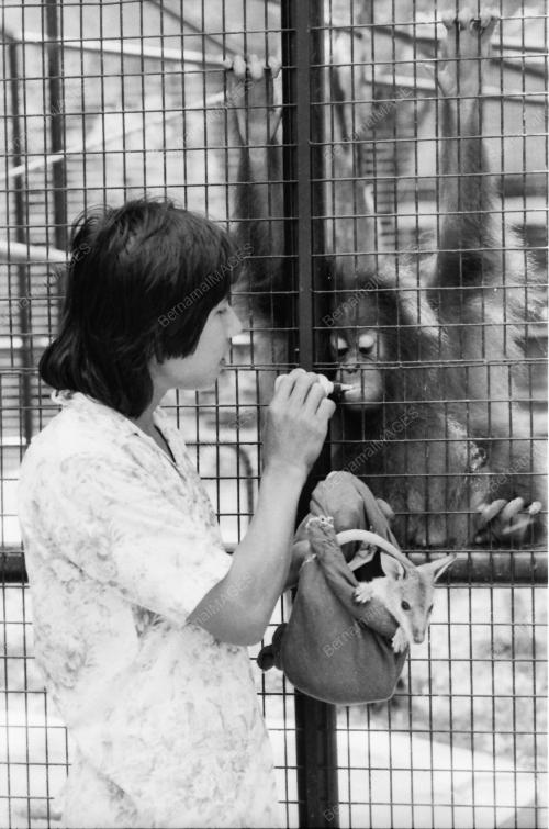 ZOO NEGARA