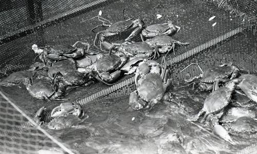 KHASIAT KETAM