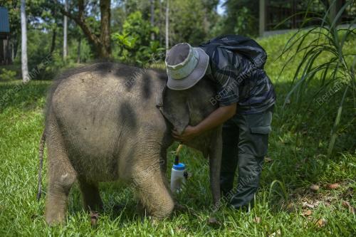 HARI GAJAH SEDUNIA