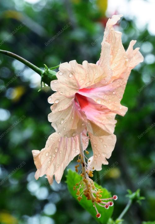 BUNGA RAYA