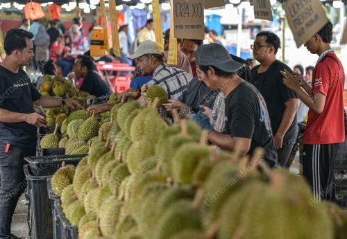 TINJAUAN MUSIM DURIAN