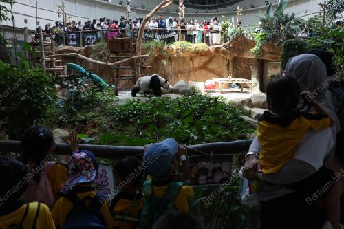 GIANT PANDA BIRTHDAY CELEBRATION CEREMONY 2023
