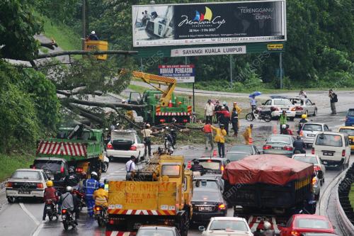 POKOK TUMBANG