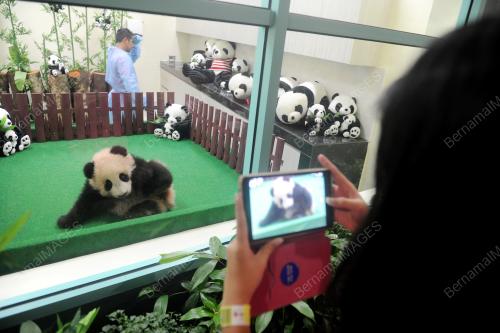 KL27_24122015_PANDA