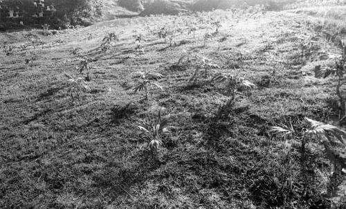 INSTANT TREES